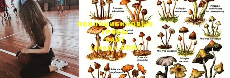 Псилоцибиновые грибы Psilocybe  Анжеро-Судженск 